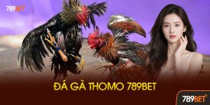 đá gà thomo 789bet