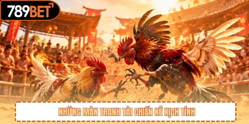 Những màn tranh tài chiến kê kịch tính 